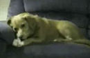 Retarderet hund